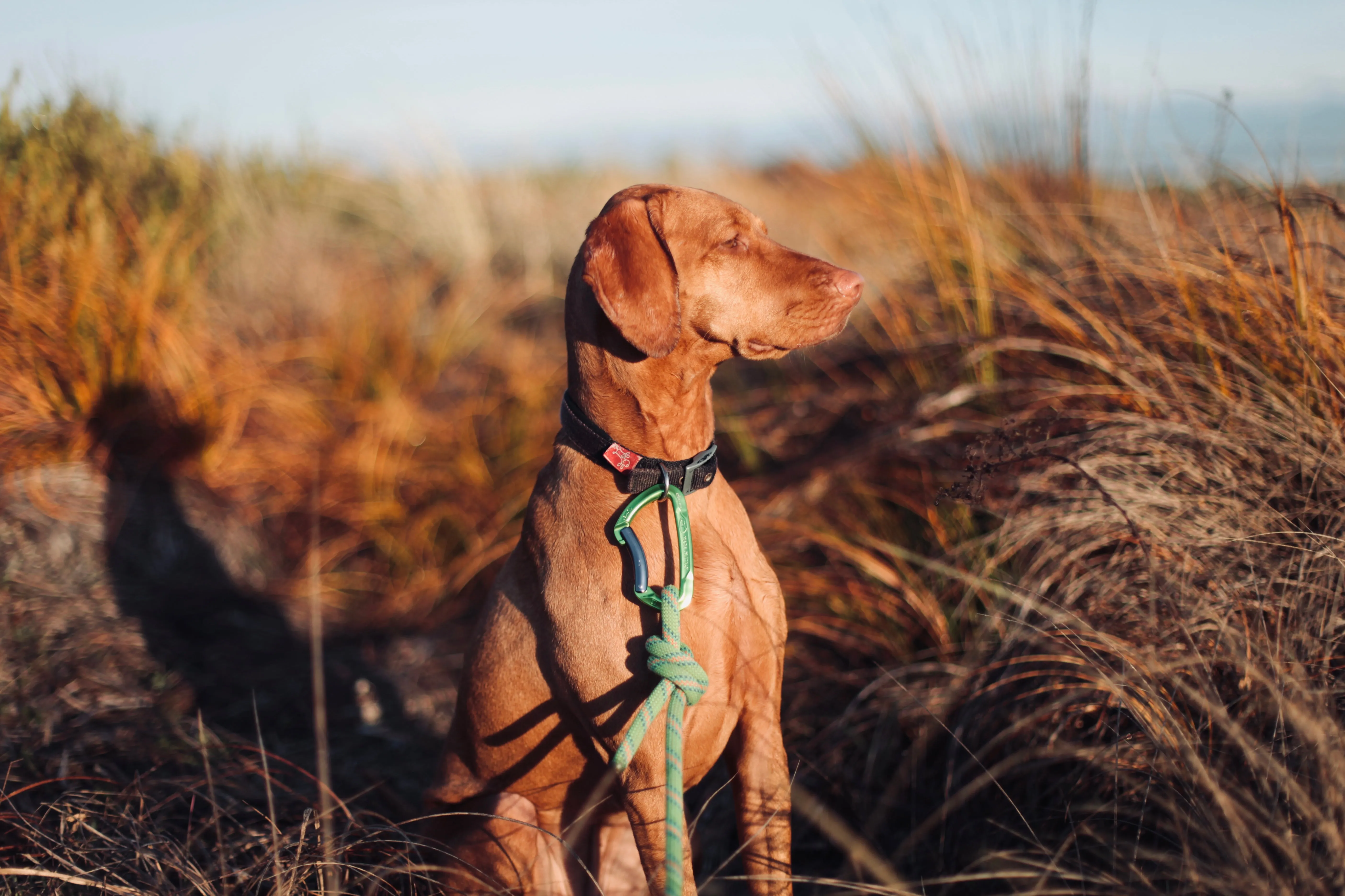 Ratuski - Recycled Dog Lead