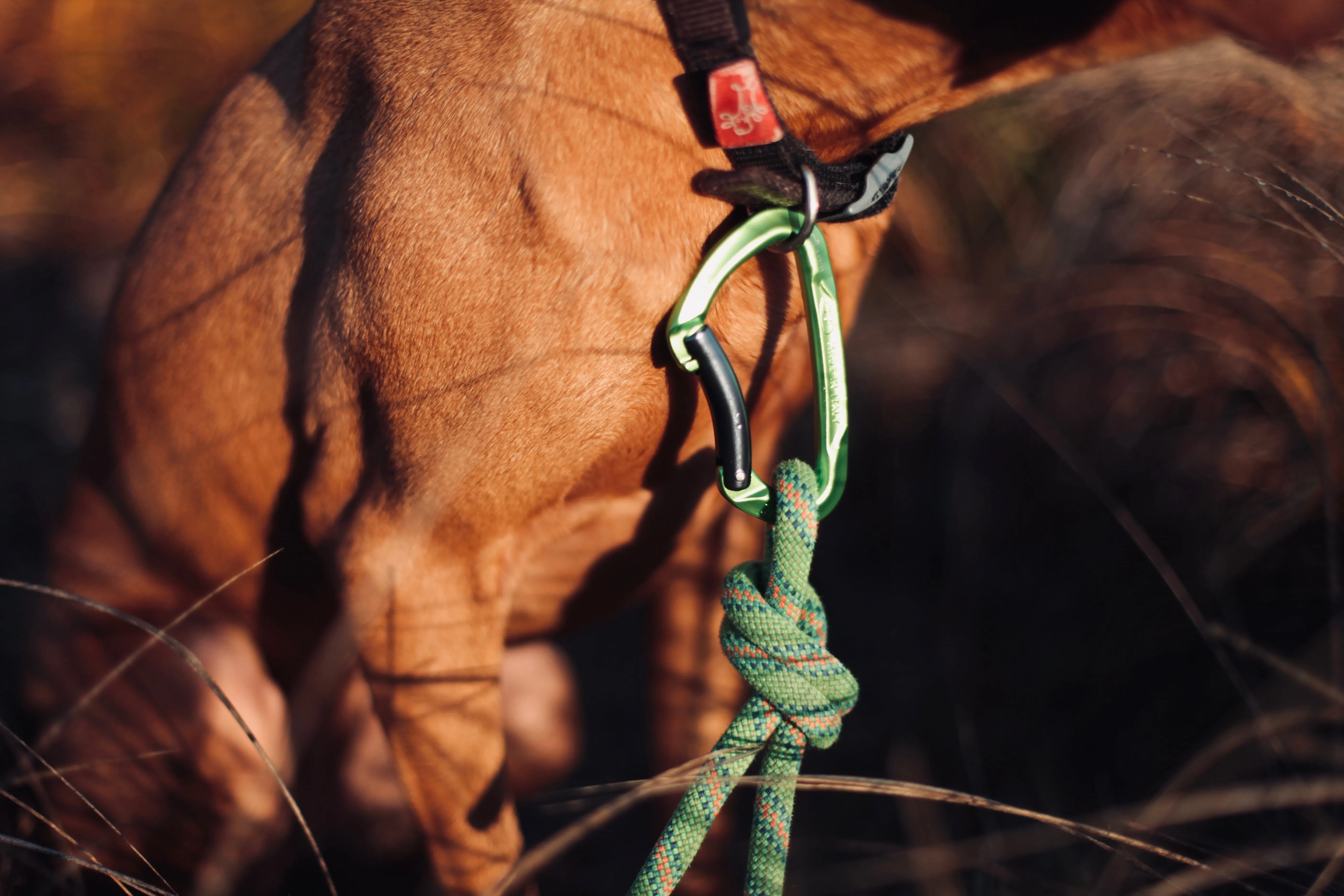 Ratuski - Recycled Dog Lead